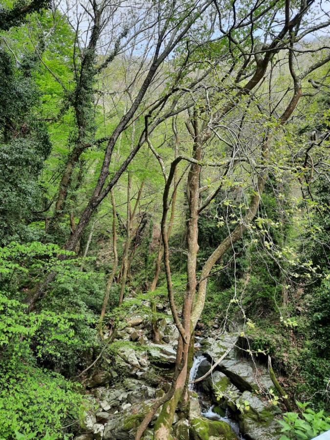 טסגרדה Αρχοντικό Κονάκι- Konaki Pelion מראה חיצוני תמונה